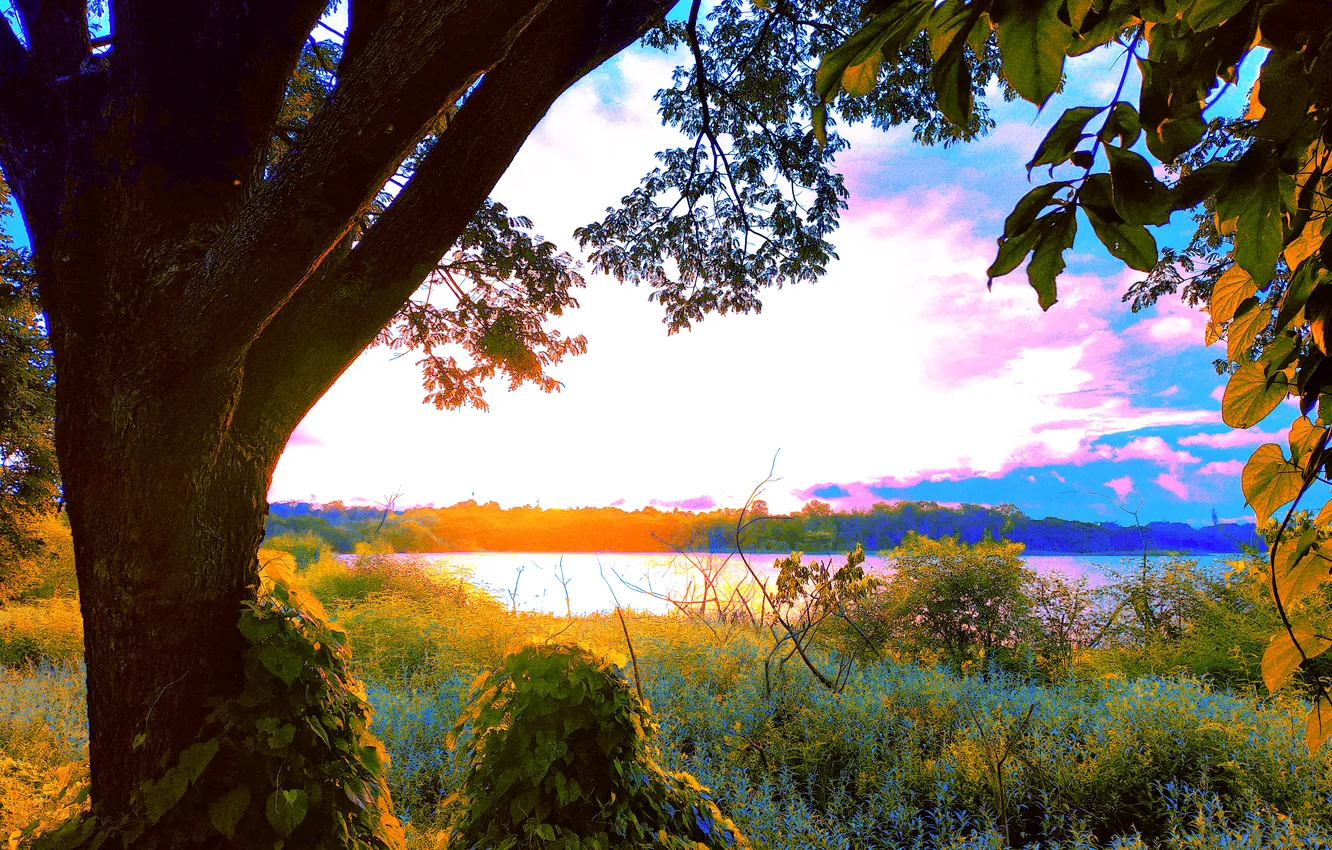 Фото обои sky, trees, water, lake, morning, sun, sunrise, dawn