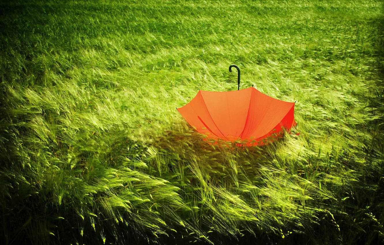 Фото обои природа, зеленый, зонт, колосья