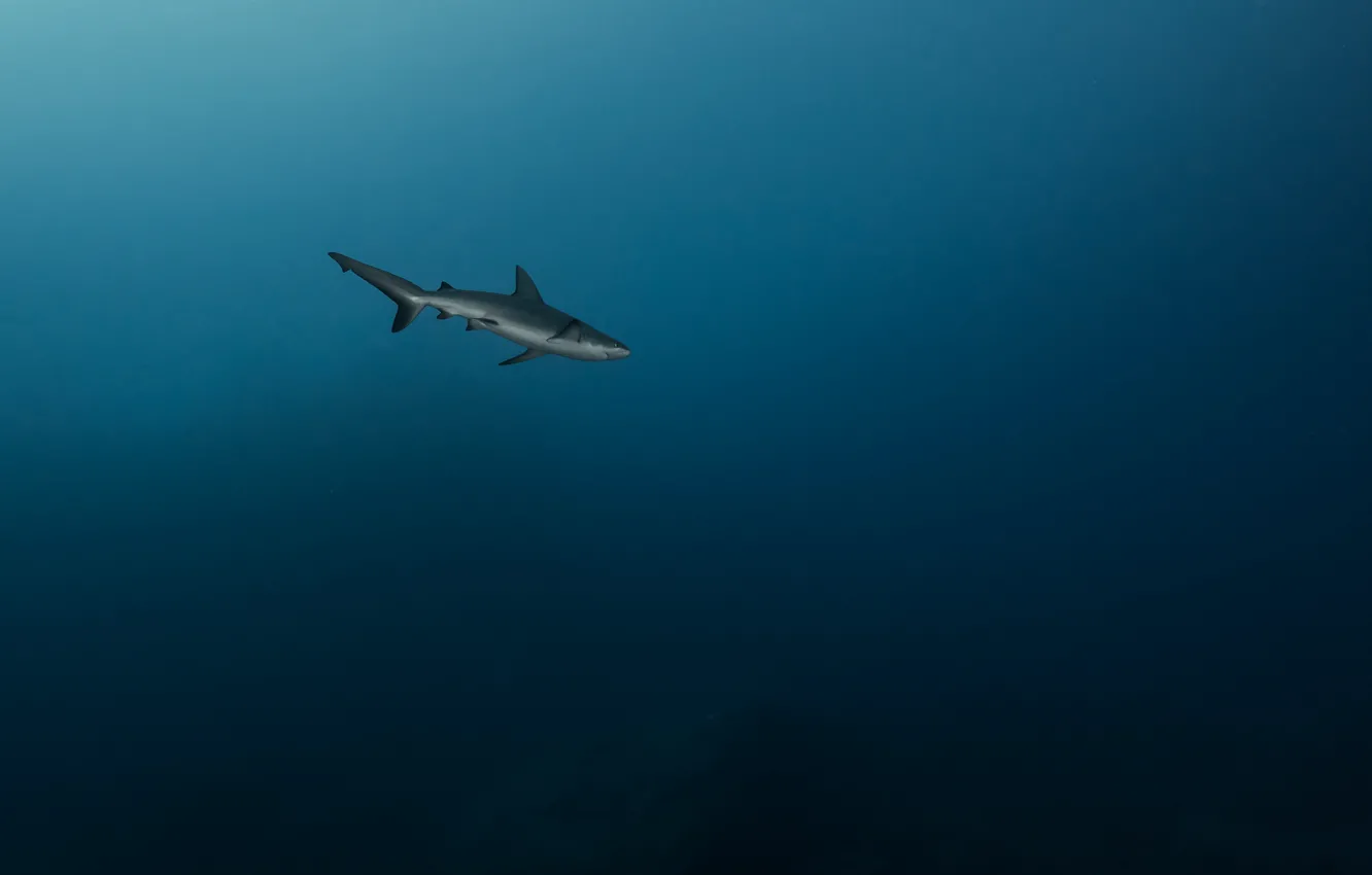 Фото обои море, хищник, акула, глубина, под водой