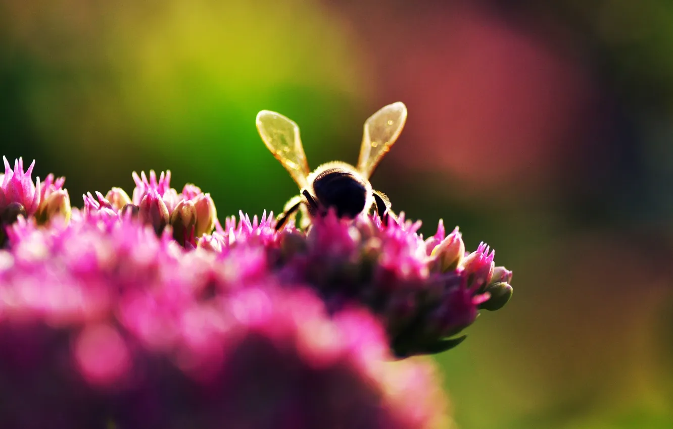Фото обои макро, цветы, природа, фото, пчела, обои, растение, боке
