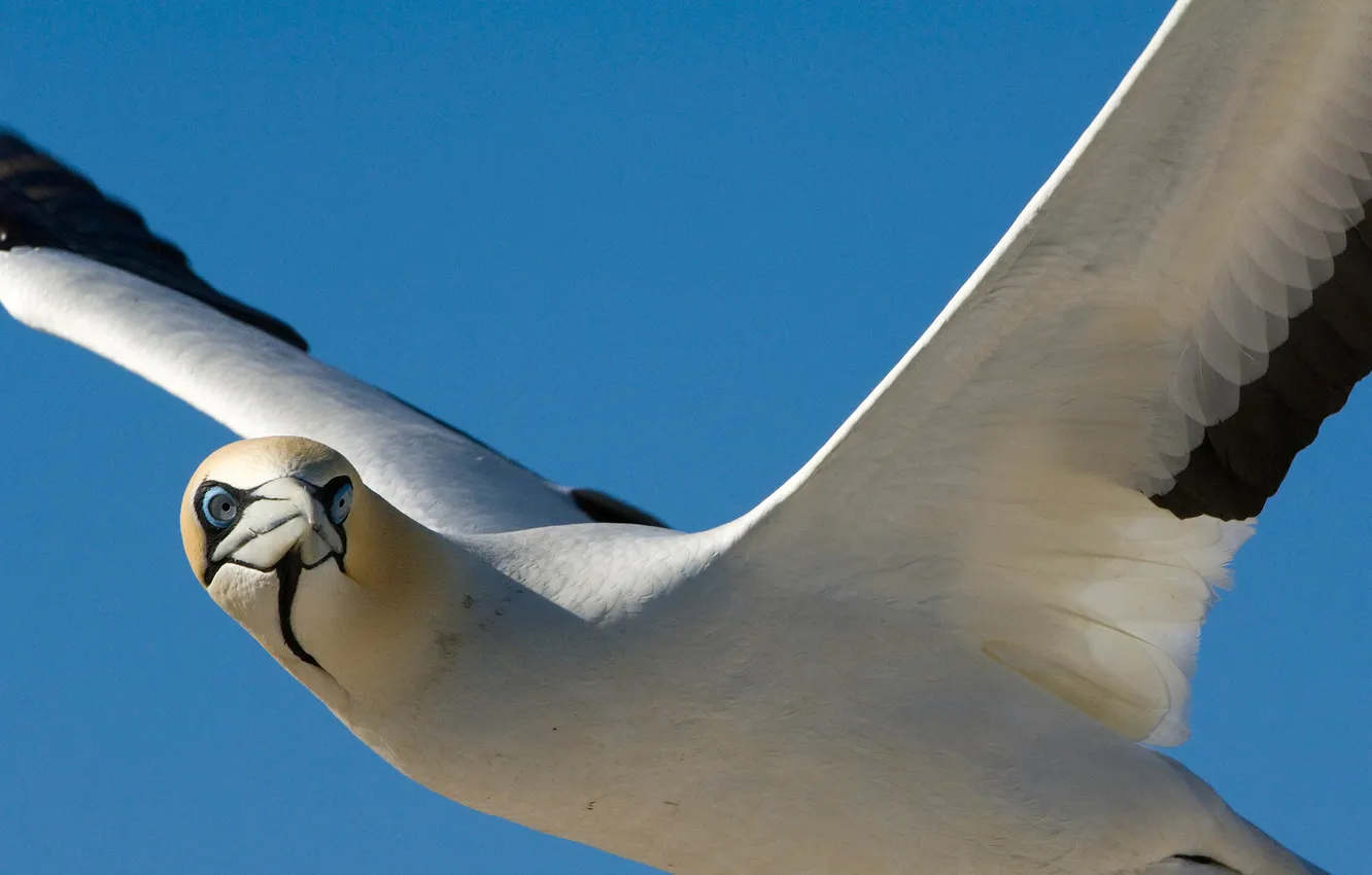Фото обои полет, птица, крылья, чайка, клюв, seagull