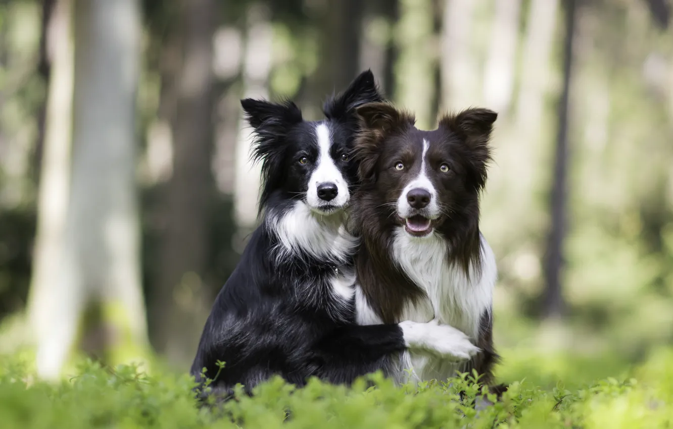 Фото обои собаки, природа, парочка, друзья, боке, две собаки, обнимашки, Бордер-колли