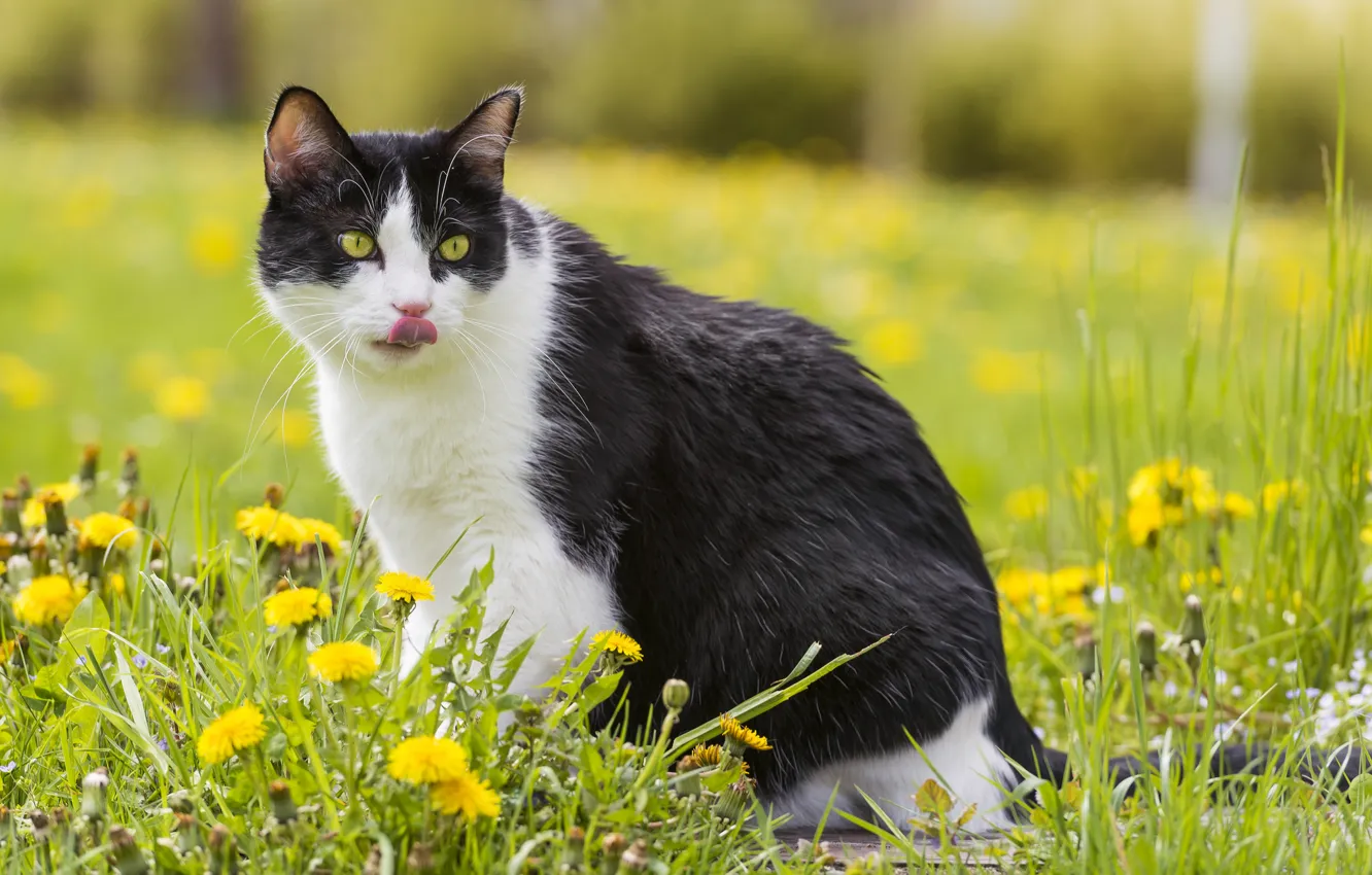 Фото обои язык, кошка, лето, трава, кот, одуванчики
