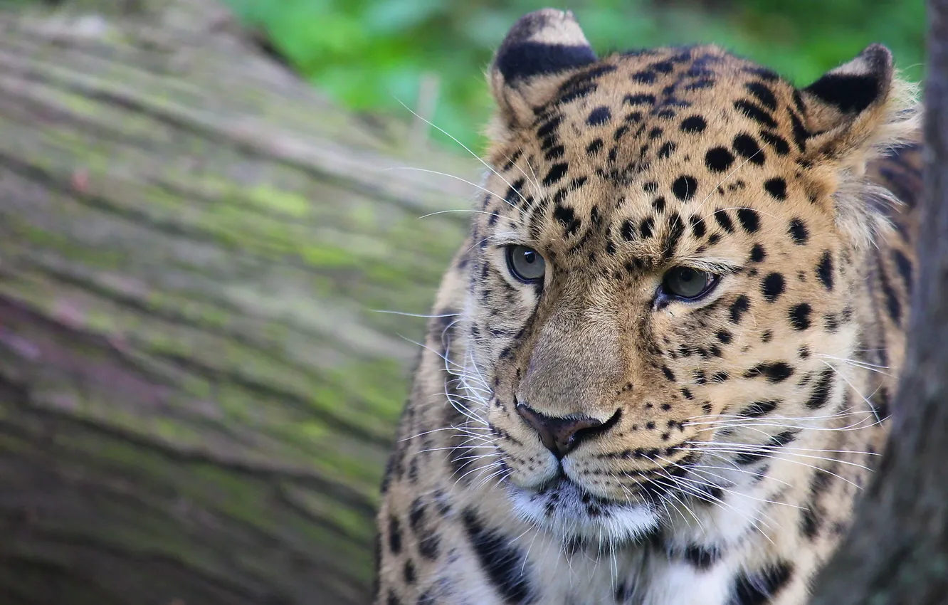 Фото обои усы, морда, пятна, леопард, leopard