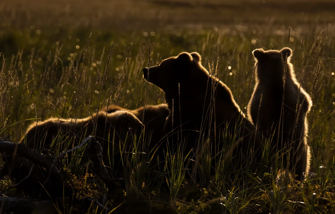 Фото обои трава, свет, отдых, поляна, вечер, медведи, коряга, медвежата