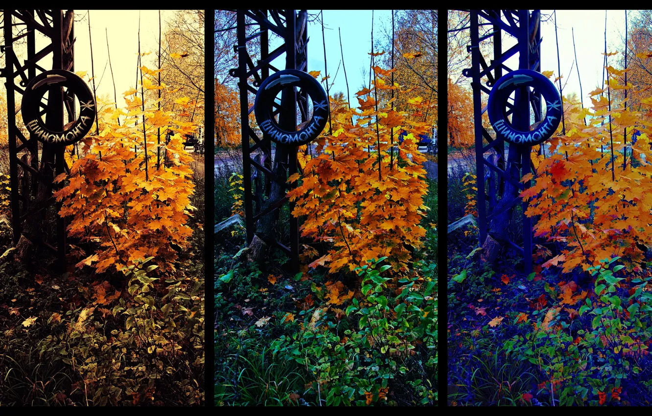 Фото обои Фото, Желтый, Осень, Деревья, Колесо, Кусты, Цвета, Листва