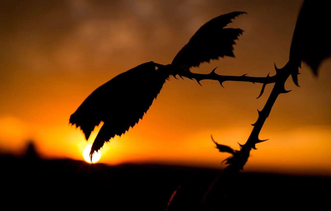 Фото обои Sunset, Autumn, Evening, Leaves