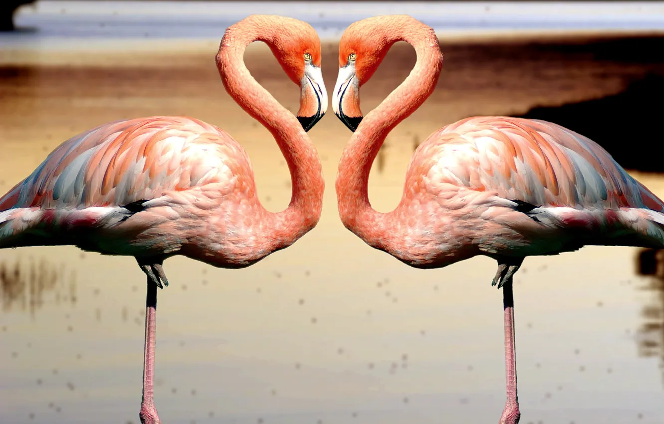 Фото обои landscape, birds, flemish, two pink flamingo standing on waters