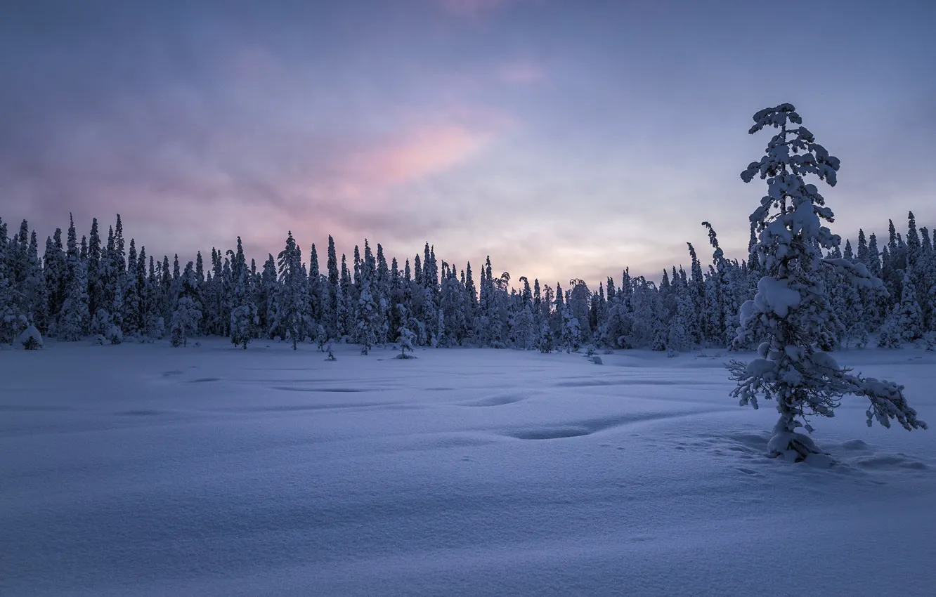 Фото обои зима, лес, снег