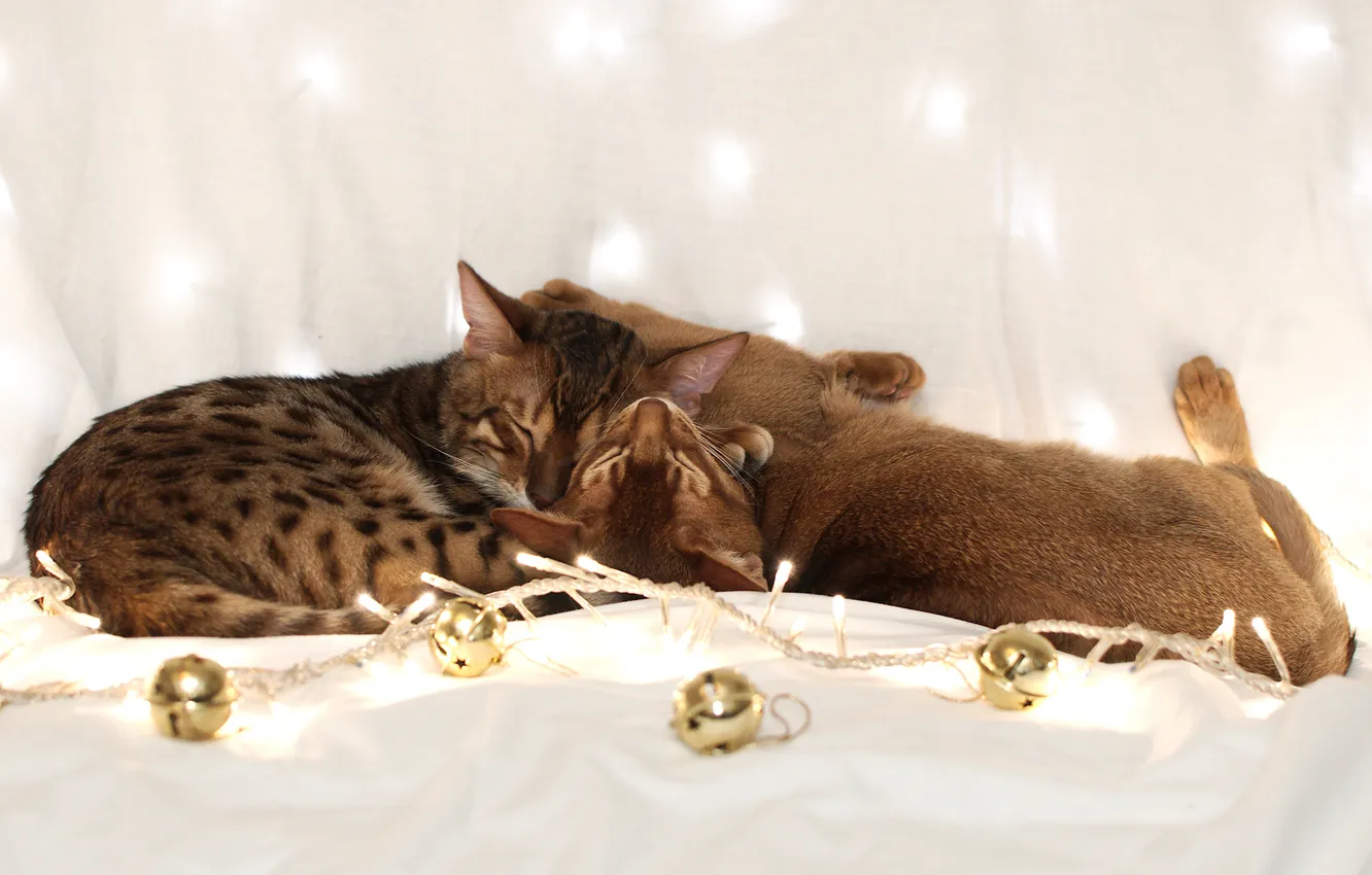Фото обои шарики, кошки, коты, гирлянда, спят, бенгальский