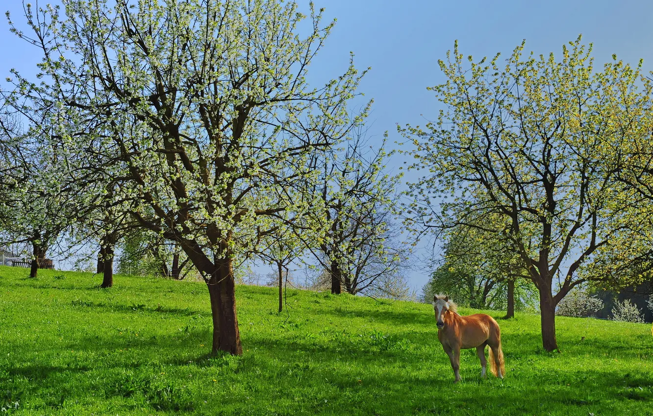 Фото обои лето, деревья, конь