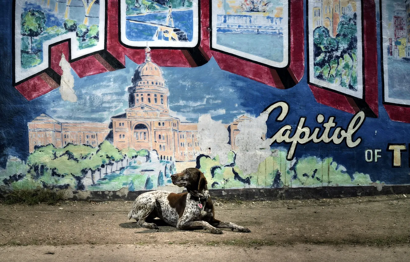 Фото обои город, друг, стена, собака