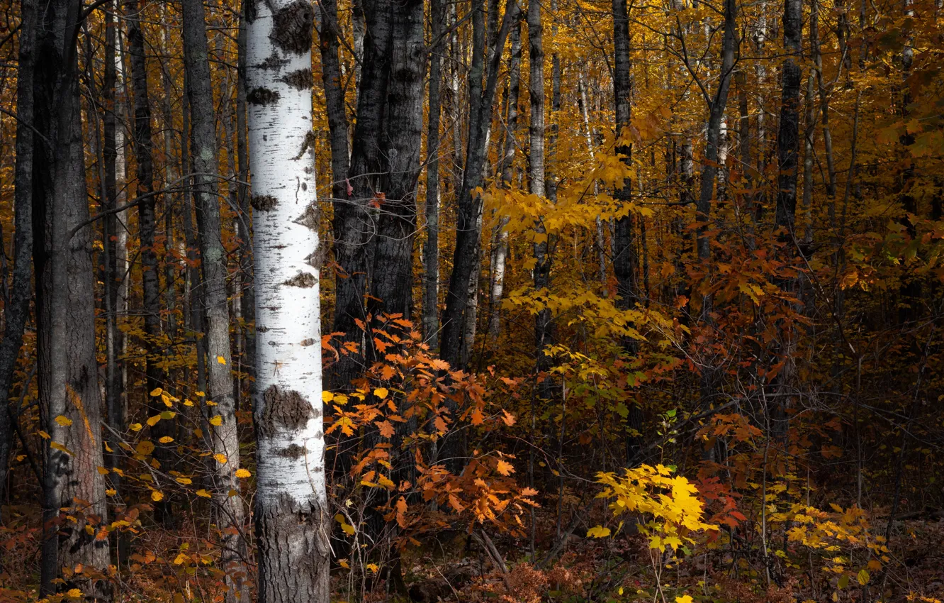 Фото обои Wood, Autumn, Trees, Leaf, Dave Hoefler