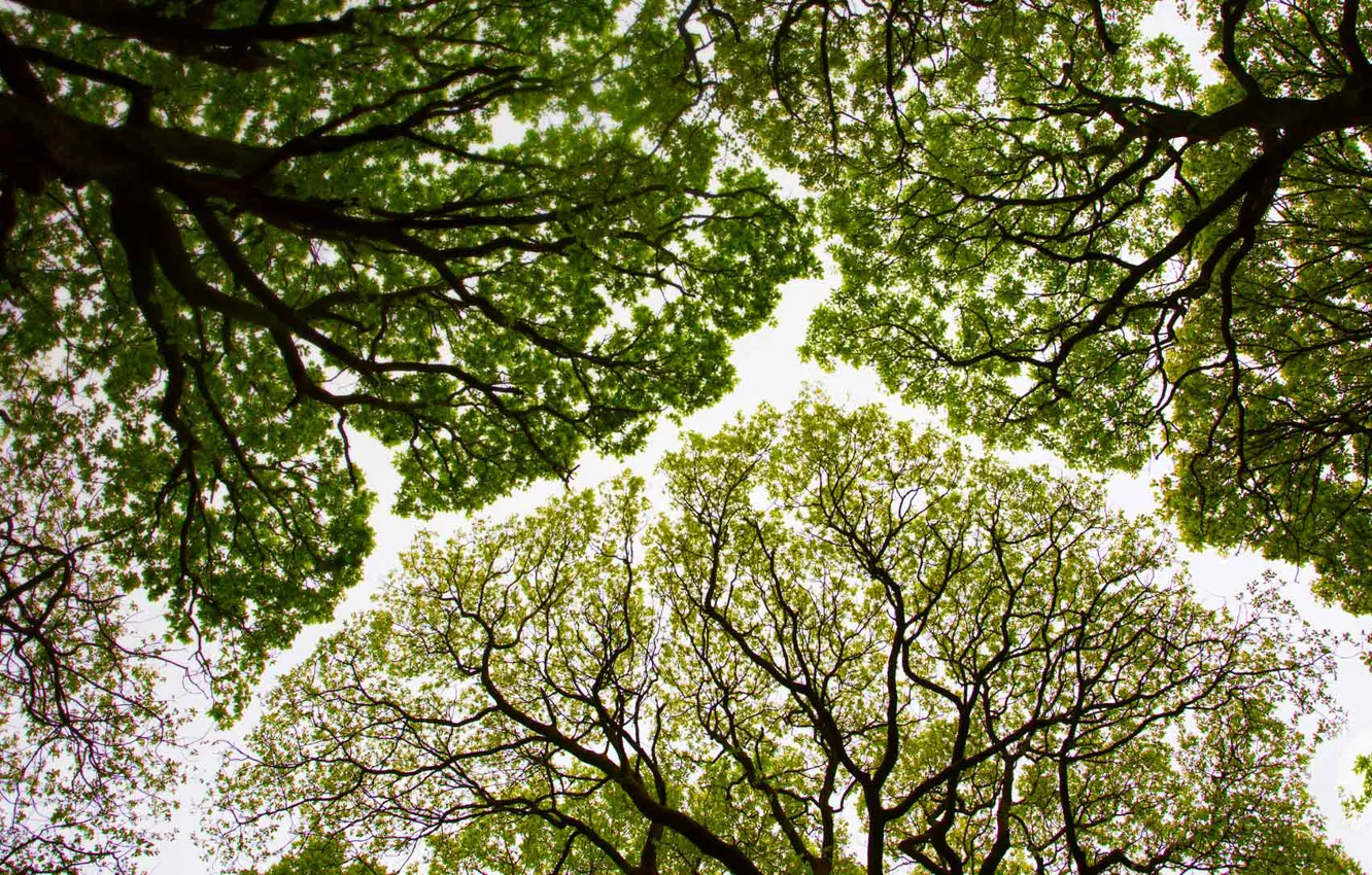 Фото обои деревья, Англия, крона, дубы, Камбрия, заказник Рауд Си Вуд