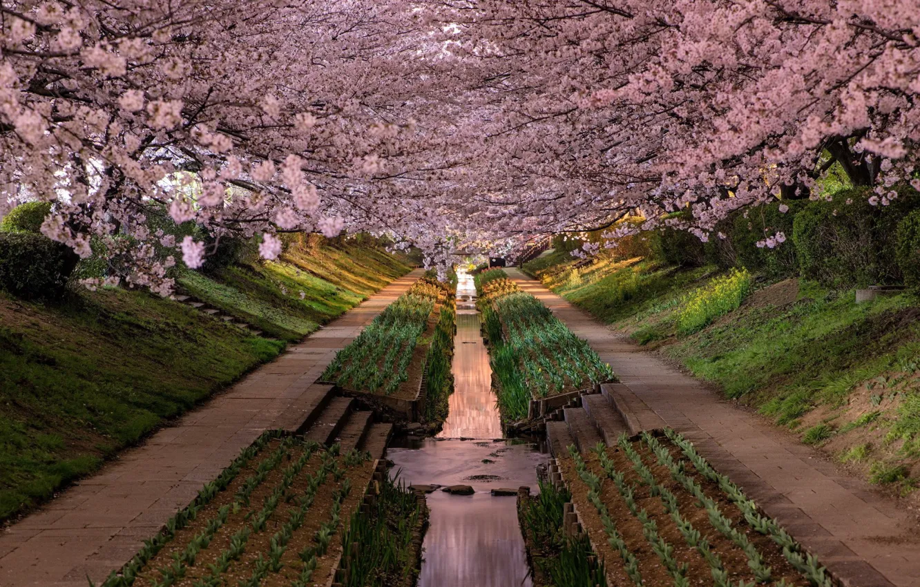 Фото обои ручей, ступени, Japan, аллея, сакура весна