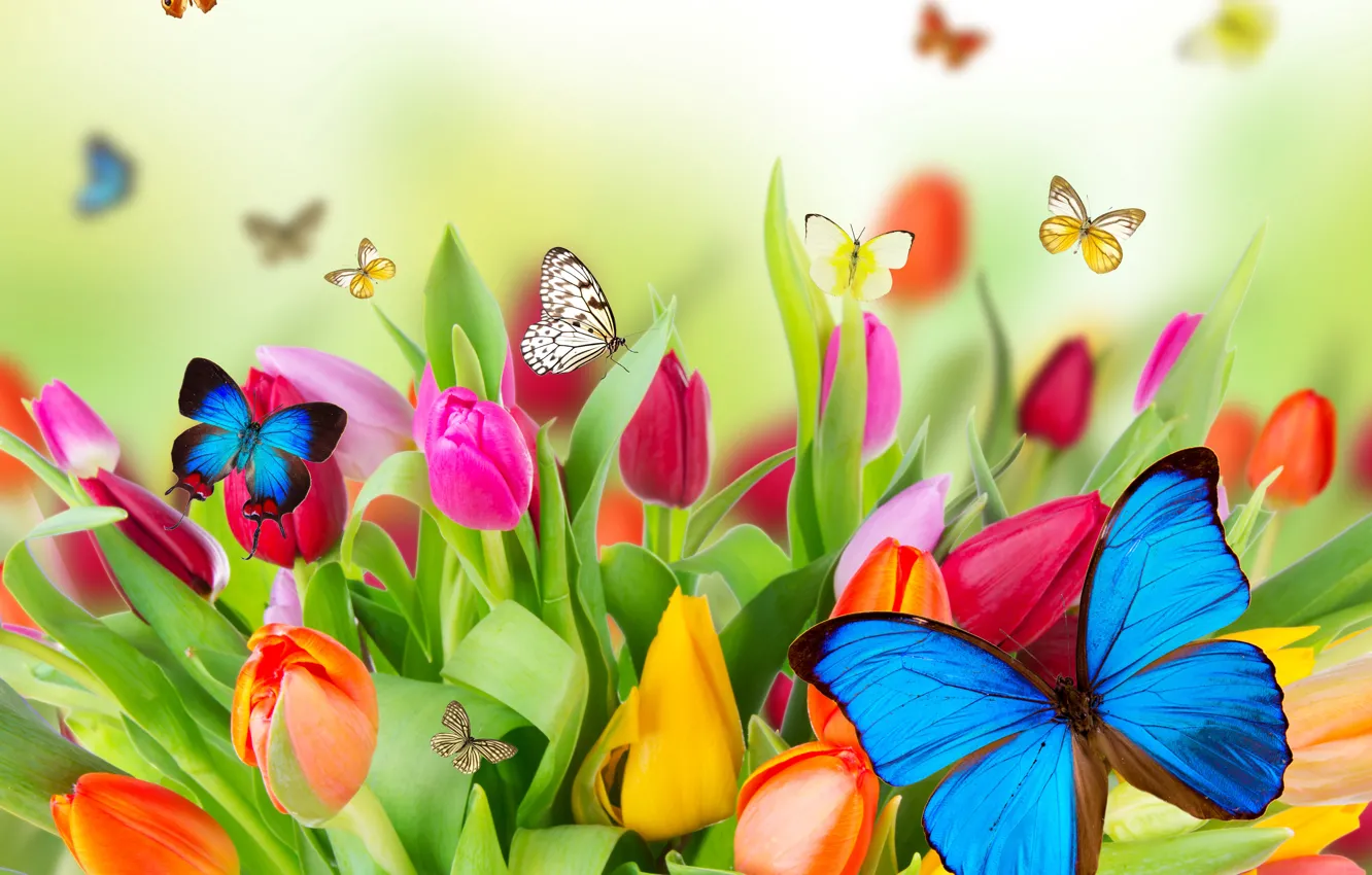 Фото обои цветы, природа, коллаж, бабочка, тюльпаны