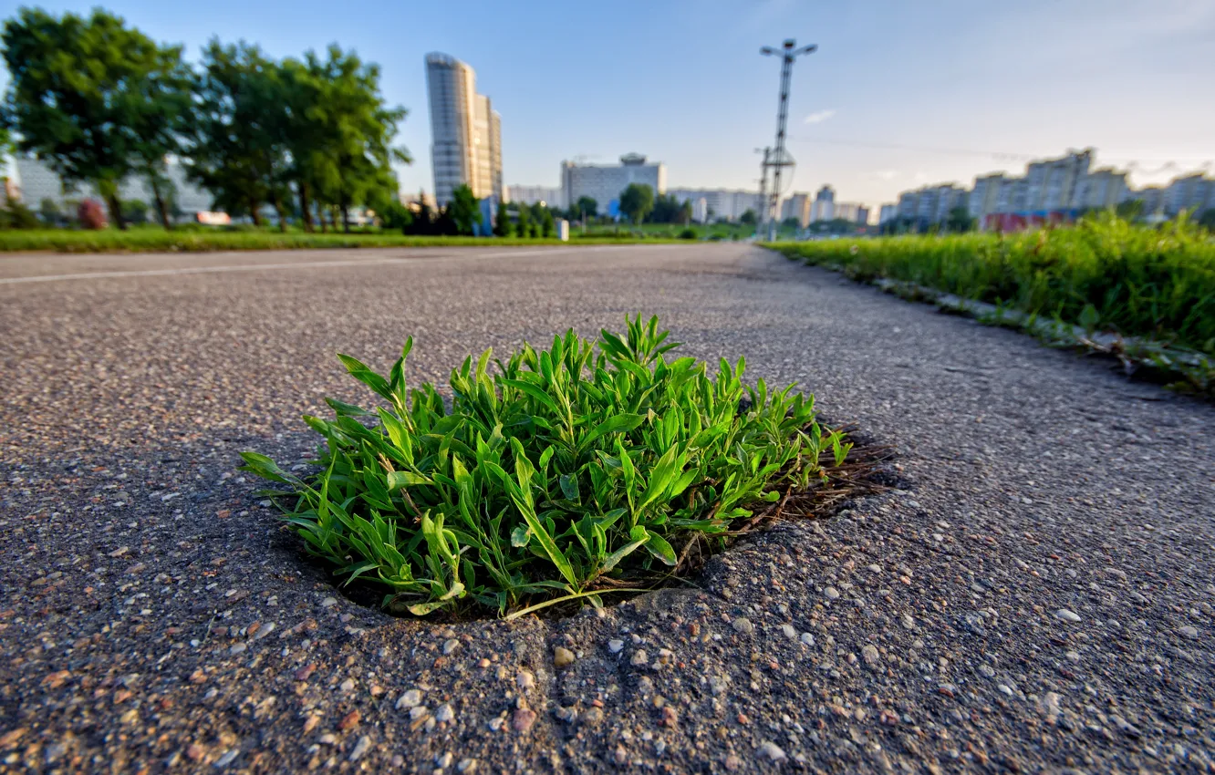 Фото обои дорога, трава, асфальт, город, Минск