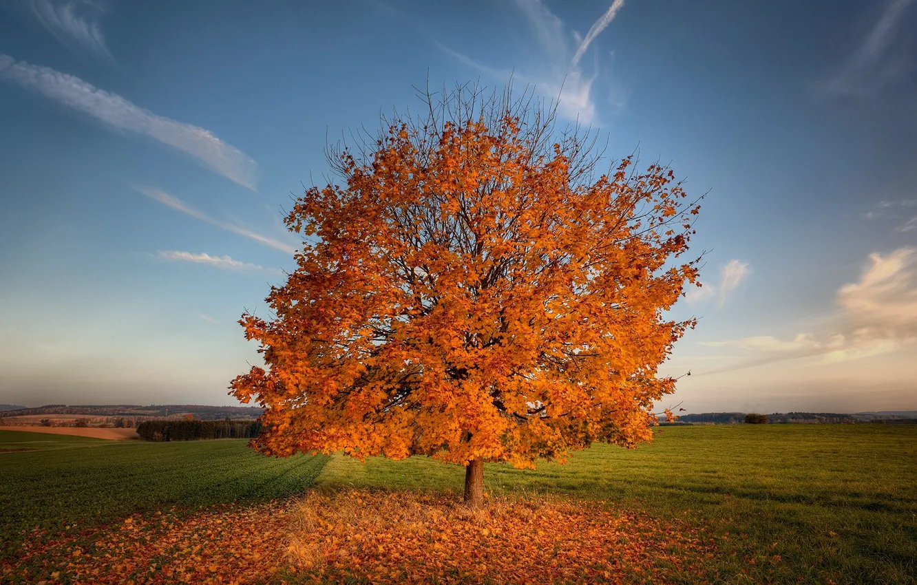 Фото обои поле, осень, листья, дерево