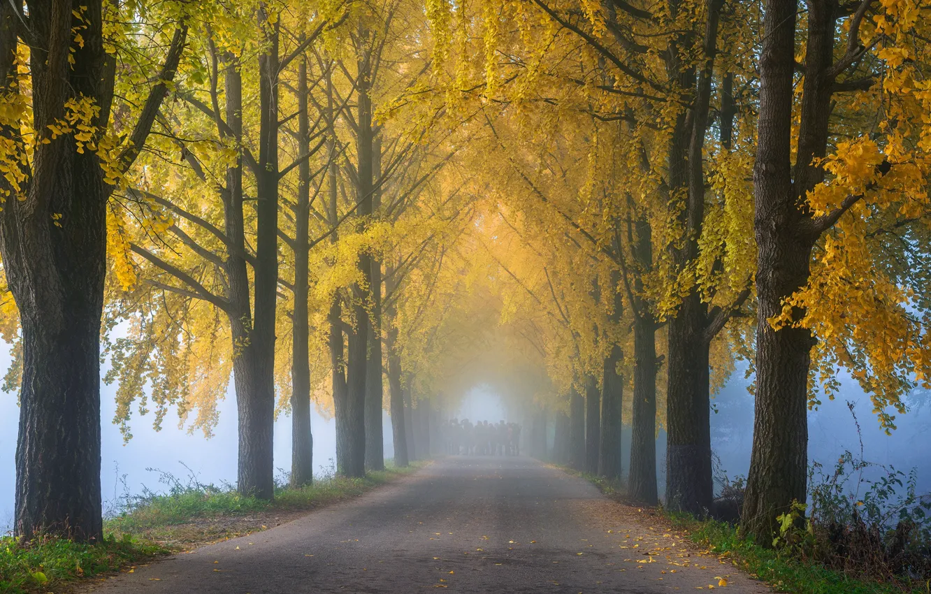 Фото обои осень, парк, аллея