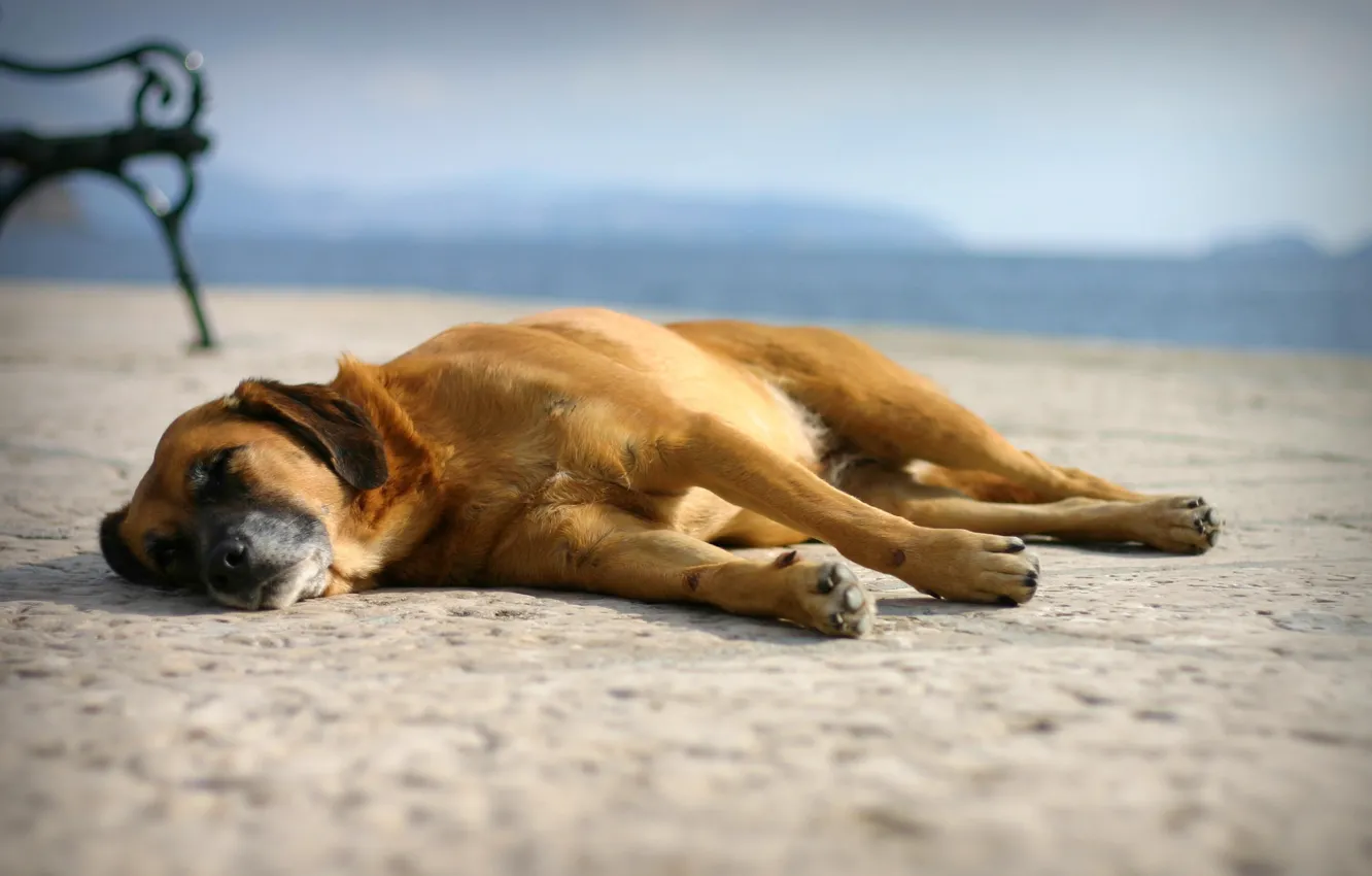 Фото обои песок, пляж, сон, собака, Отдых