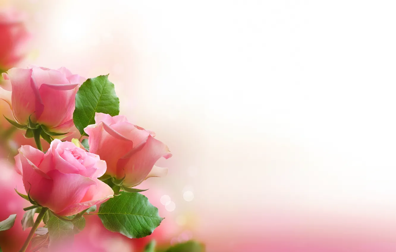 Фото обои листья, цветы, розы, букет, лепестки, розовые