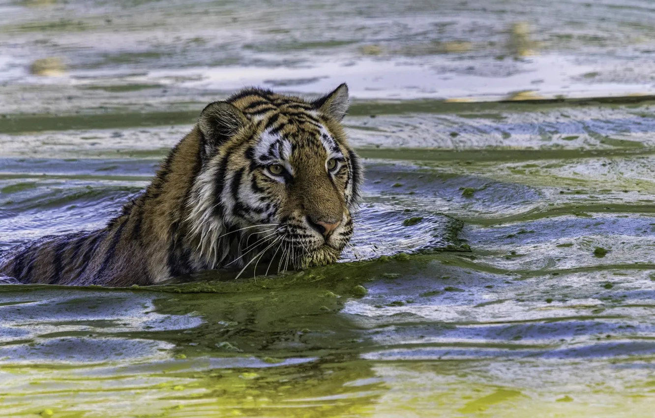 Фото обои тигр, хищник, купание, дикая кошка