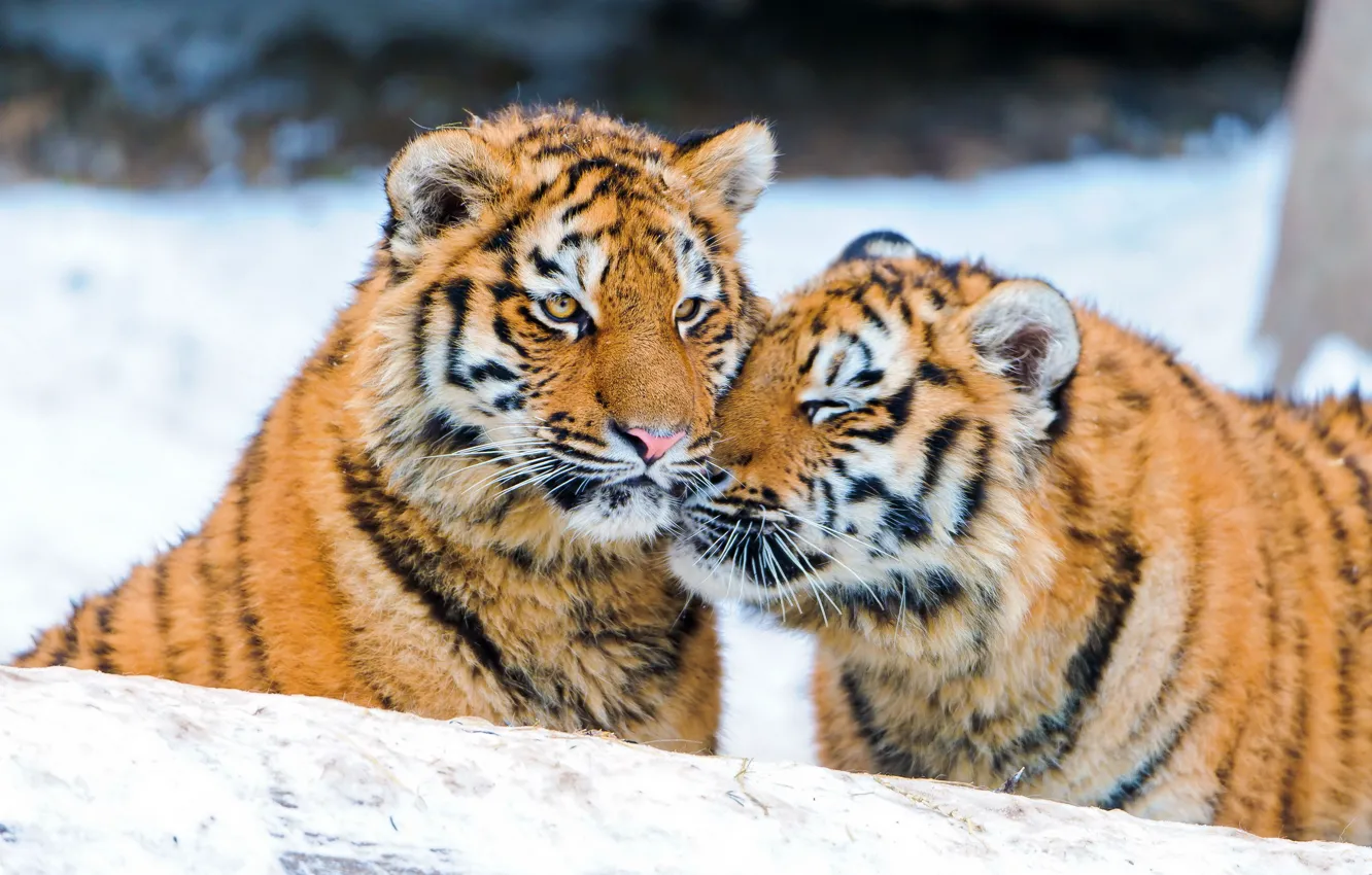 Фото обои зима, снег, тигр, пара, ласка, тигрята
