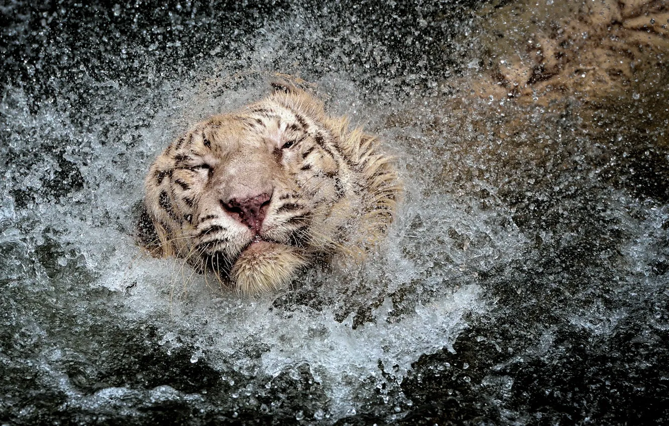 Фото обои вода, брызги, тигр