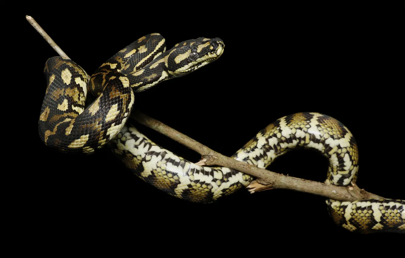 Фото обои змея, ветка, питон, черный фон, рептилия, пятнистая