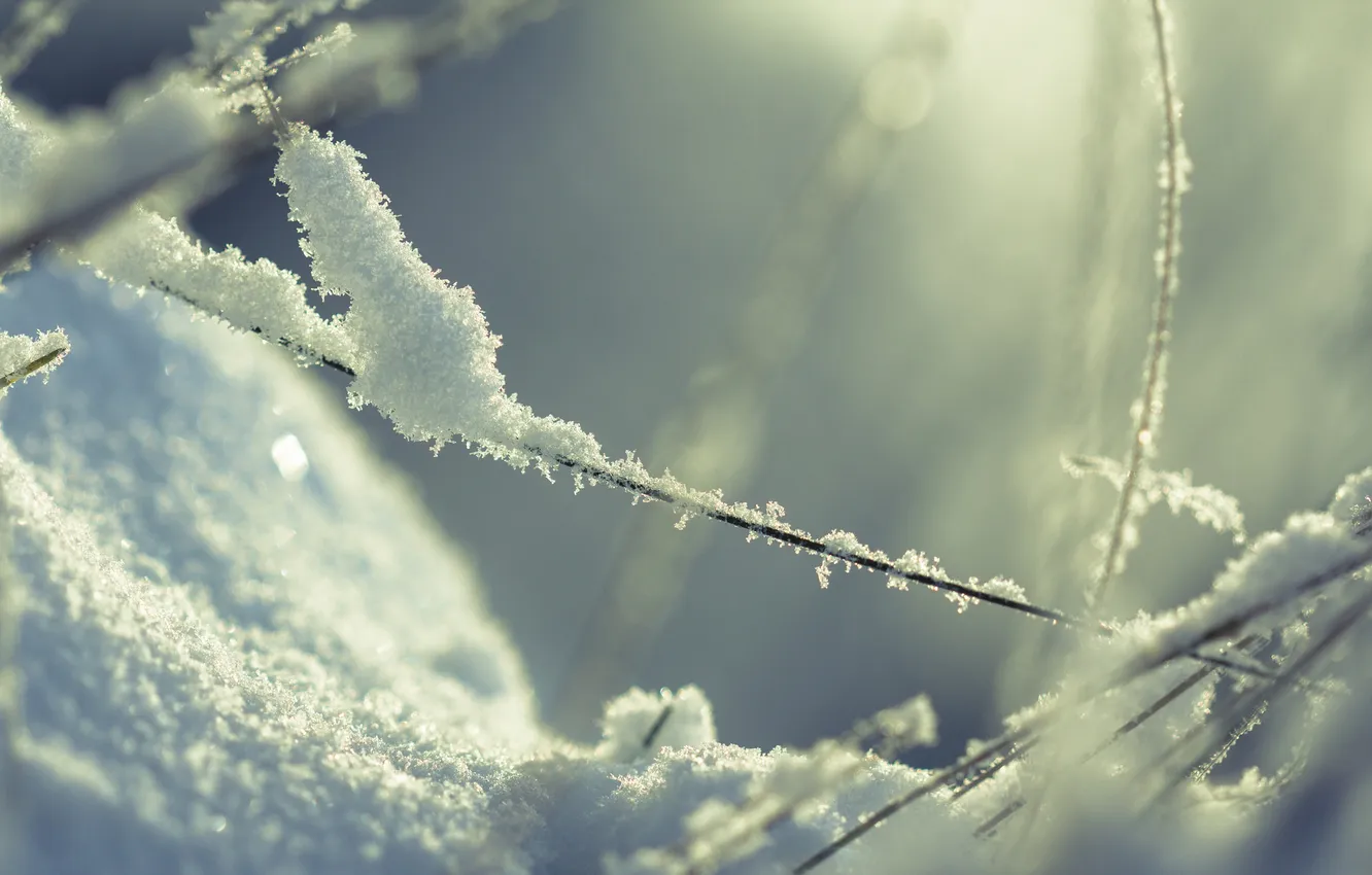 Фото обои зима, трава, макро, свет, снег