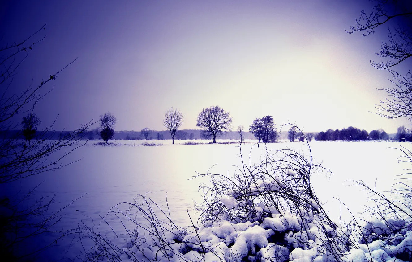 Фото обои зима, небо, снег, деревья, куст, горизонт, объектив