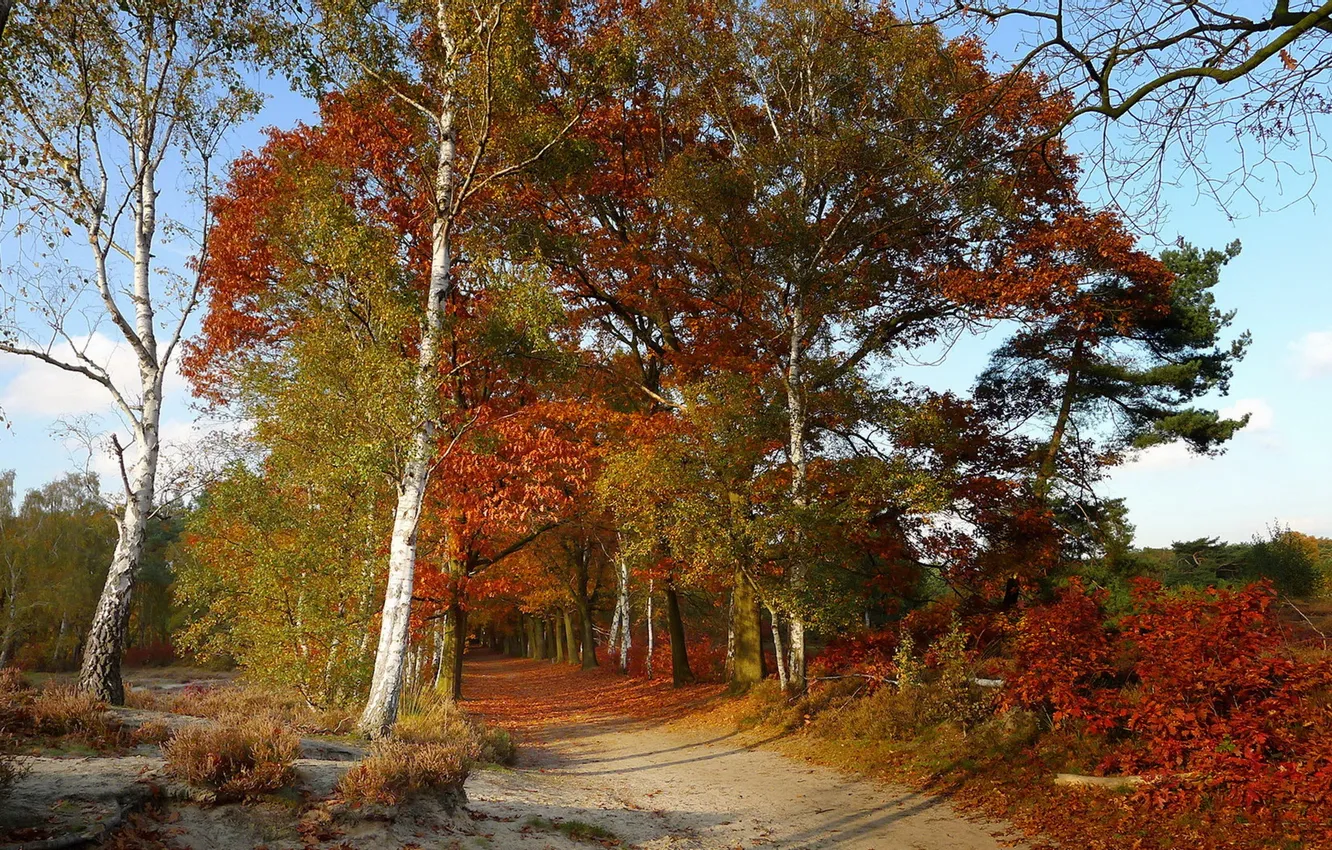Фото обои дорога, осень, деревья, цвет