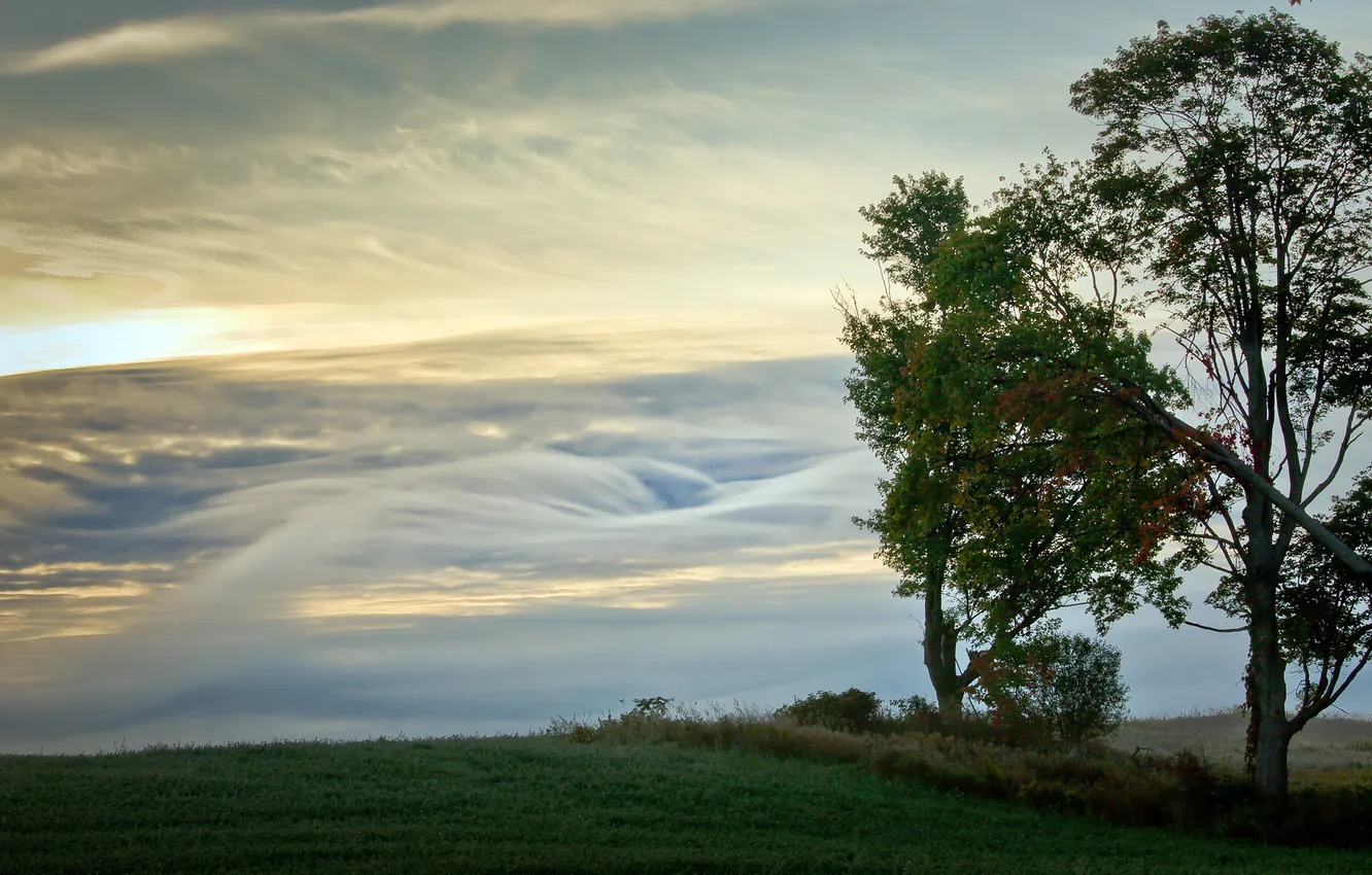 Фото обои поле, деревья, пейзаж, утро