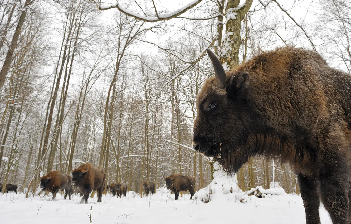 Фото обои снег, стадо, территория национального парка Польши, Białowieski Park Narodowy (Bialowieza National Park, Зубры, Беловежская пуща, …