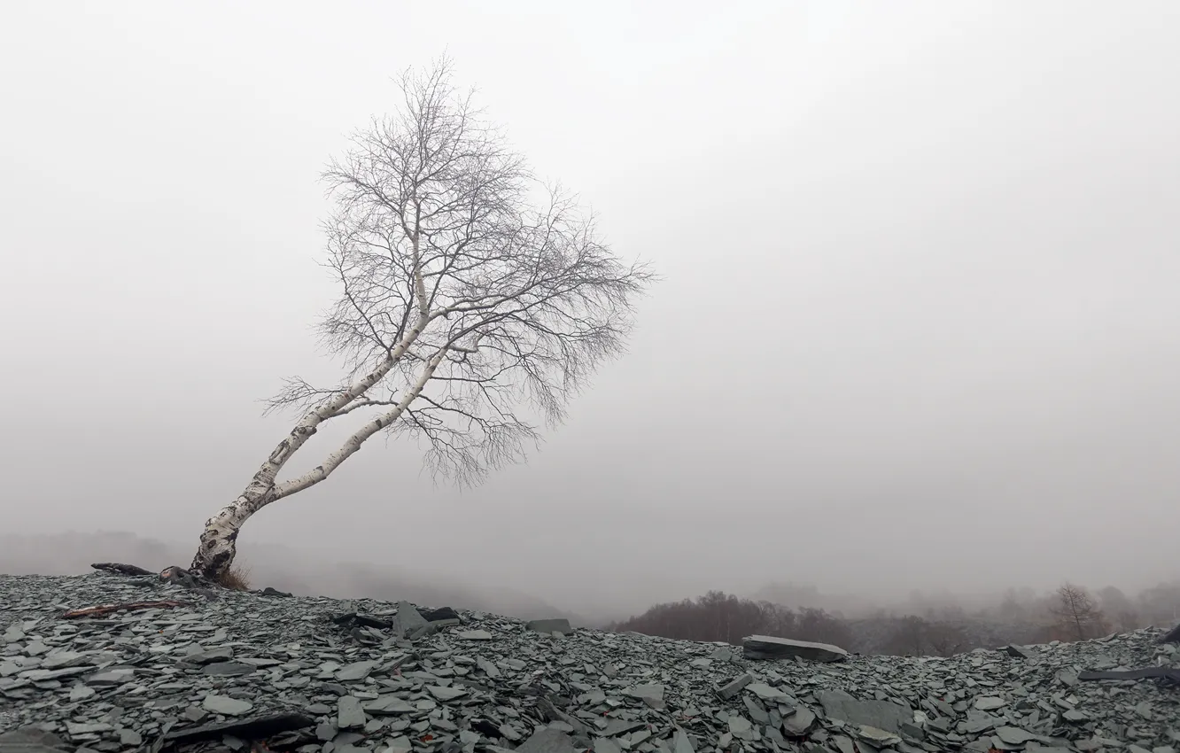 Фото обои туман, гора, берёза