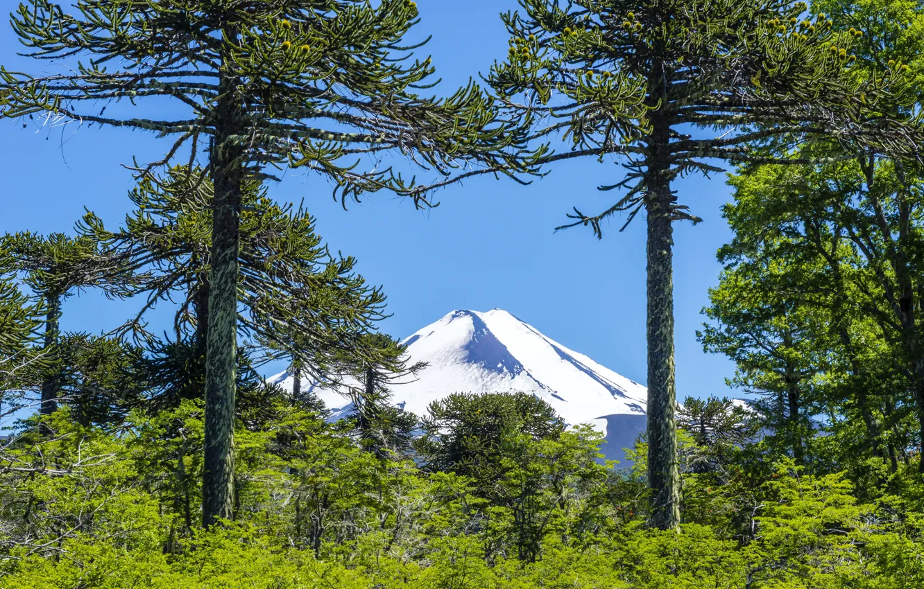 Фото обои зелень, небо, солнце, деревья, голубое, гора, кусты, Чили
