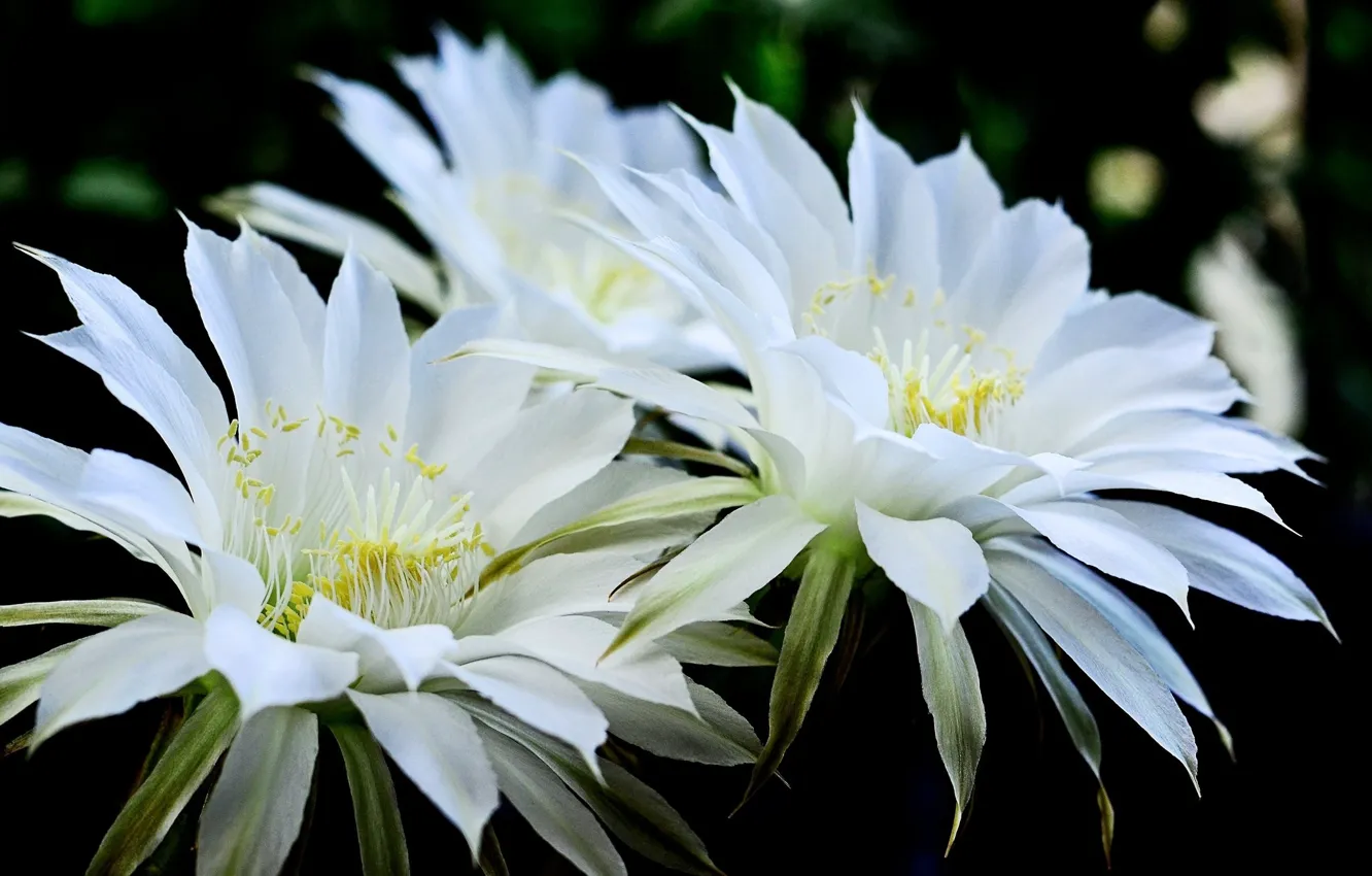 Фото обои цветы, кактус, пара, белые