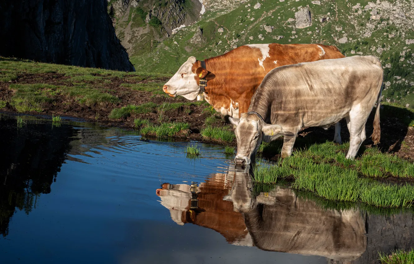 Фото обои свет, отражение, берег, две, корова, коровы, пара, водопой