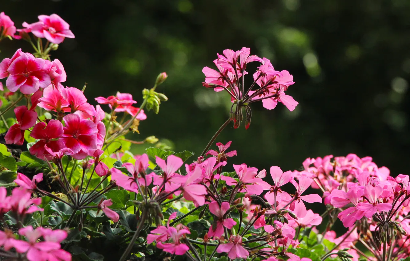 Фото обои pink, garden, blooming