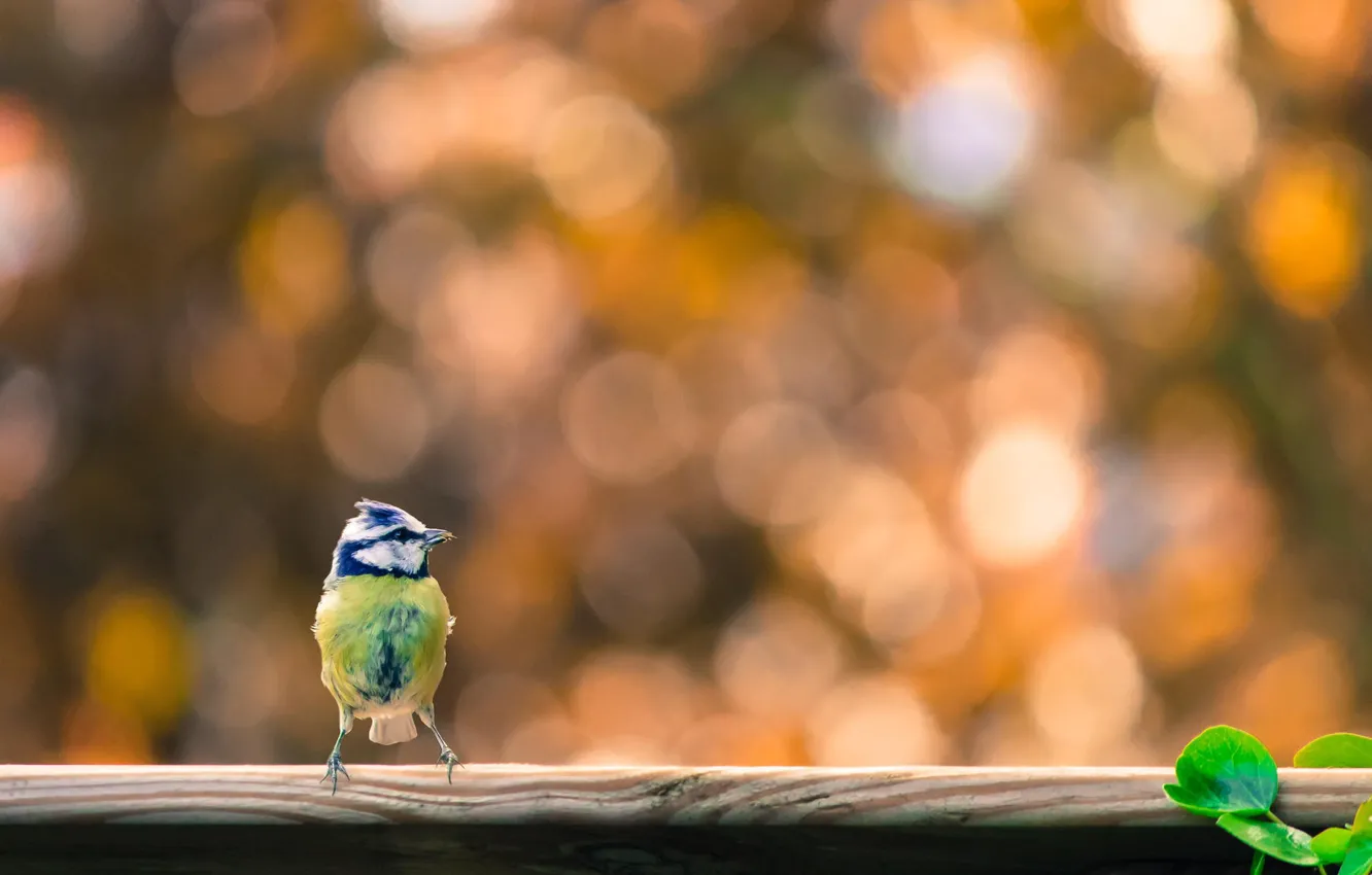 Фото обои природа, птица, синичка