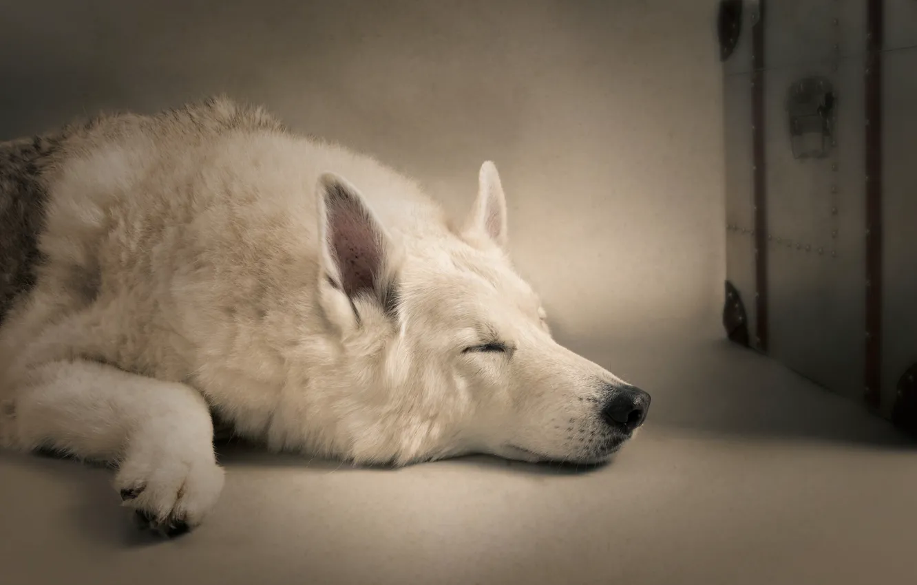 Фото обои сон, собака, спящая собака