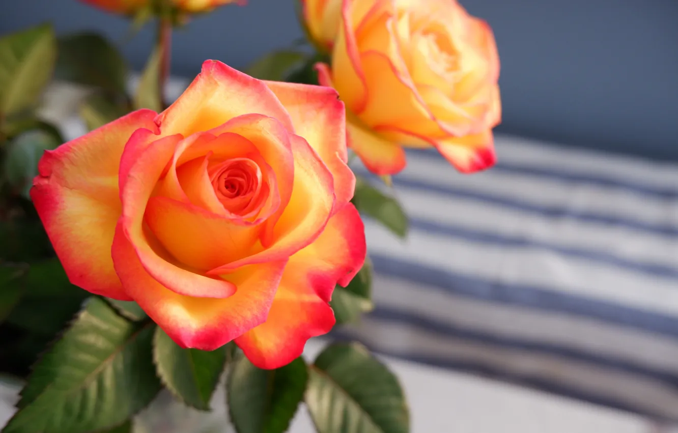 Фото обои цветы, полосы, фон, розы, букет, желтые, оранжевые, двухцветные
