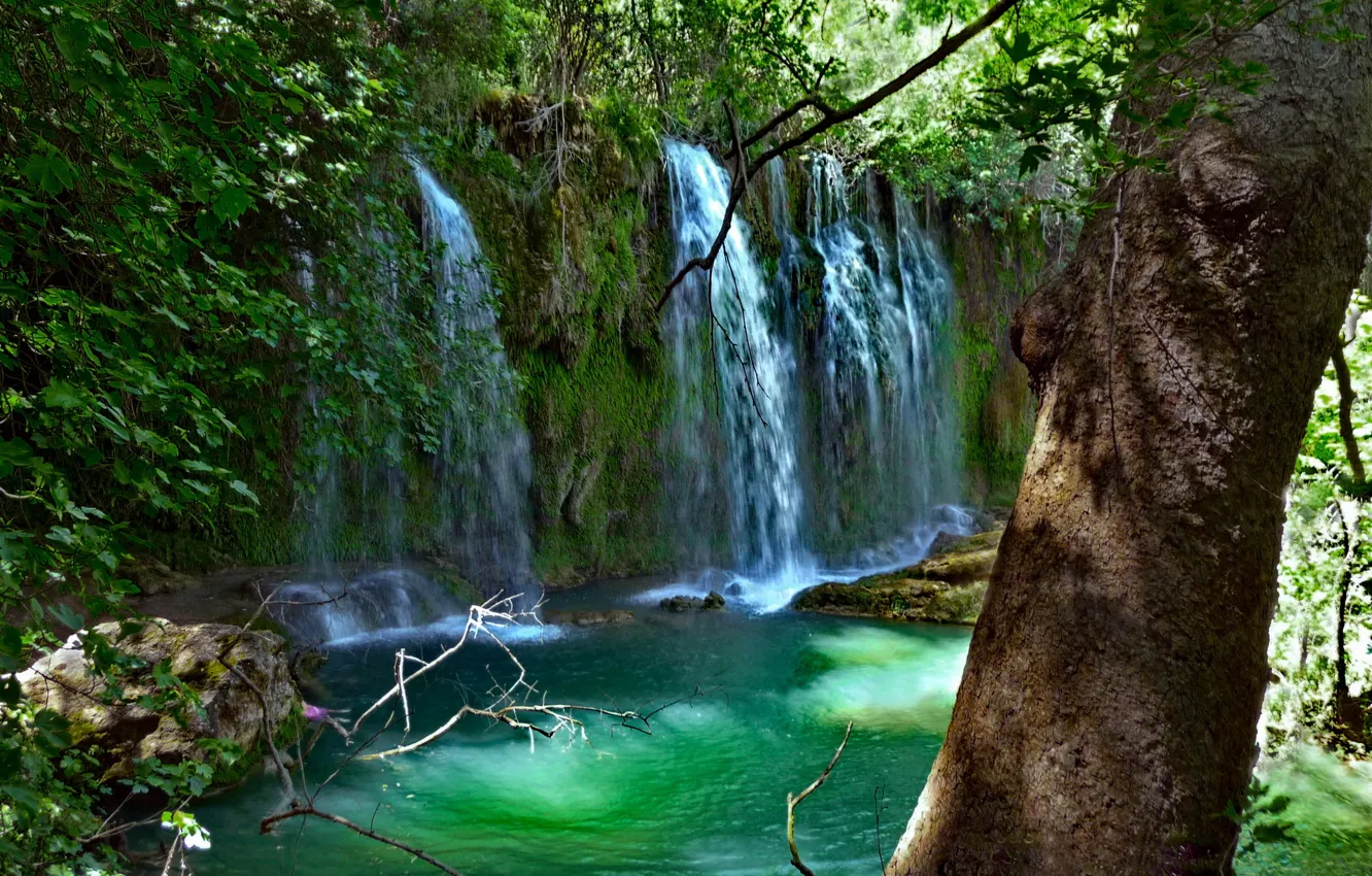 Фото обои зелень, листья, вода, ветки, камни, дерево, водопад, мох