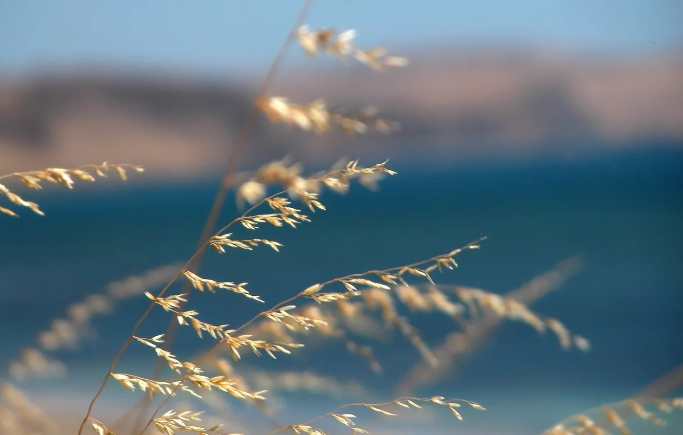 Фото обои море, трава, макро, синий, природа, фон, ветер, легкость