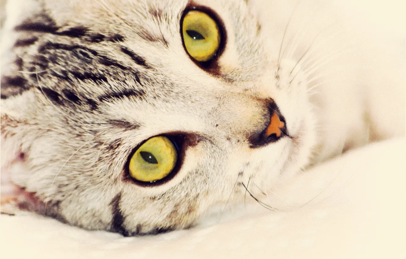 Фото обои глаза, кот, взгляд, кошак, киска, котэ