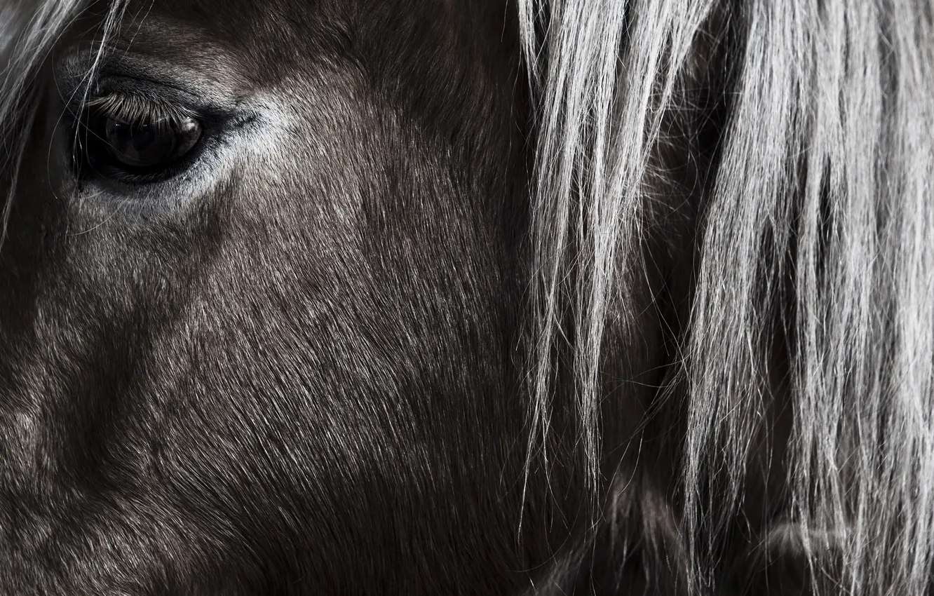 Фото обои взгляд, глаз, конь, лошадь