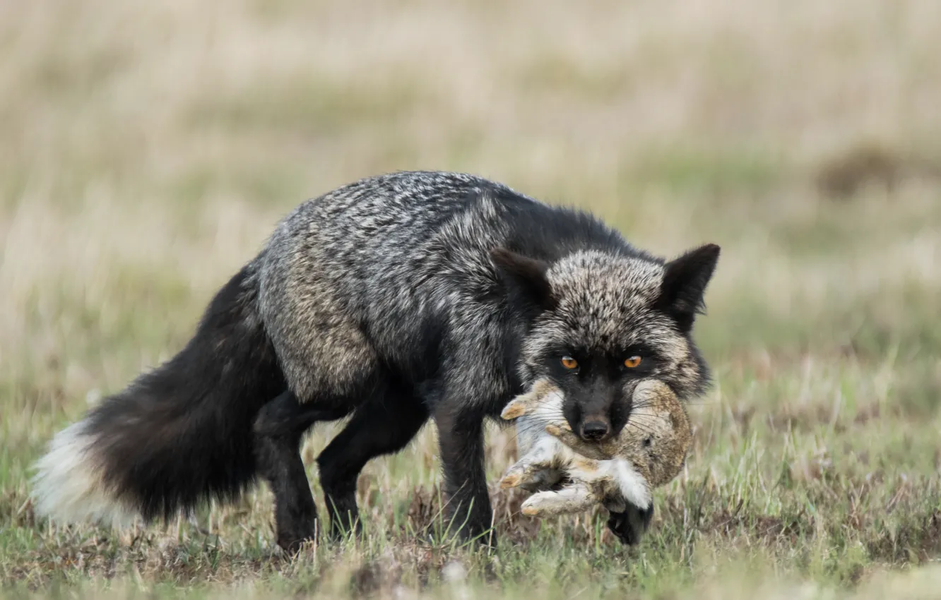 Фото обои кролик, лиса, добыча, Чернобурая лисица