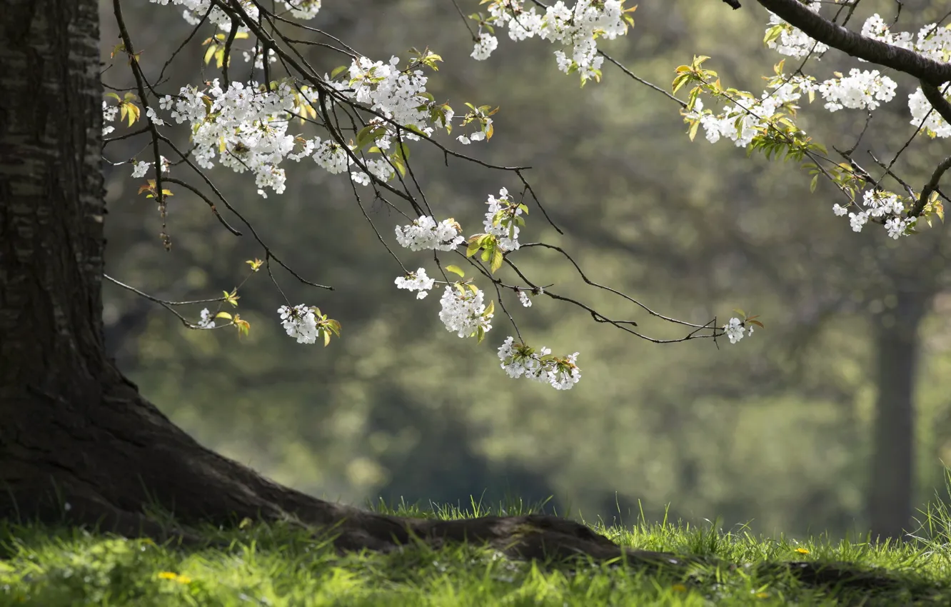 Фото обои деревья, природа, весна