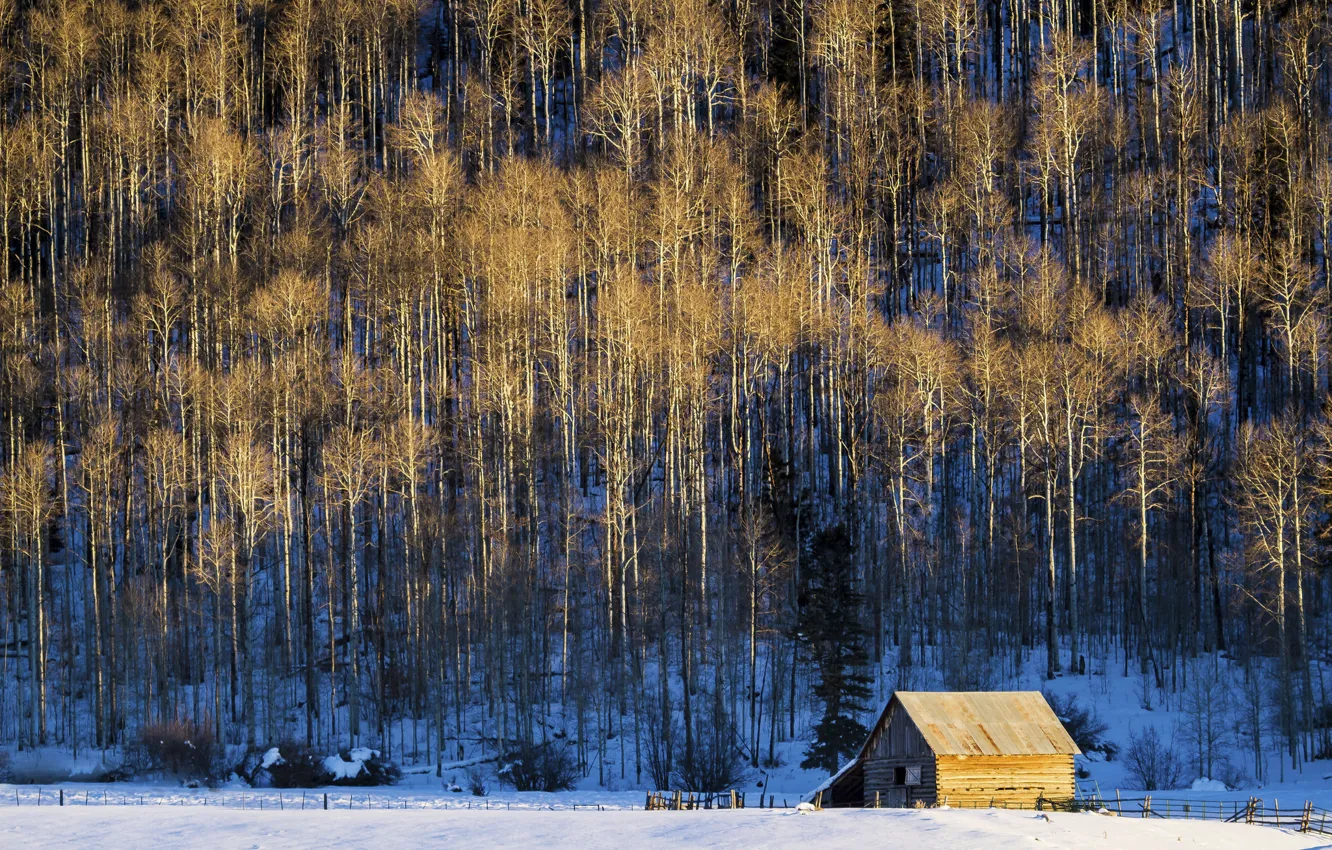 Фото обои снег, деревья, сарай