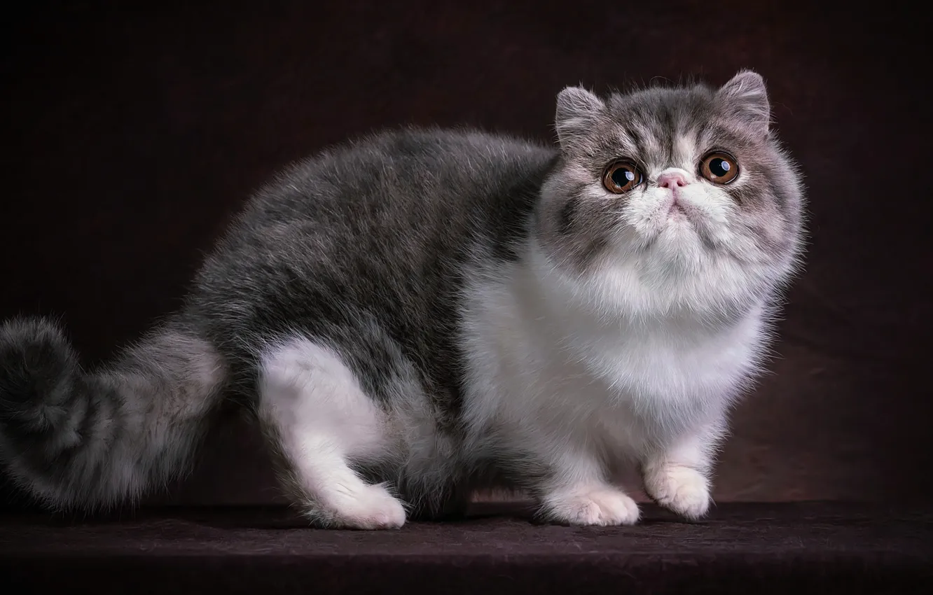Фото обои кошка, взгляд, котенок, фотоарт, манчкин
